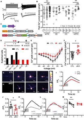 L-Type Ca2+ Channels of NG2 Glia Determine Proliferation and NMDA Receptor-Dependent Plasticity